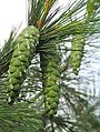 Foliage and cones