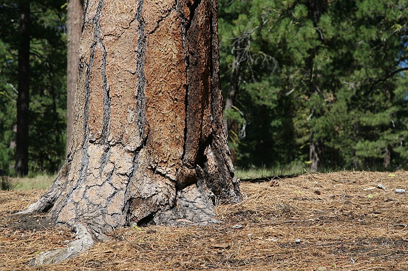 File:Pinus ponderosa LassenCA.jpg