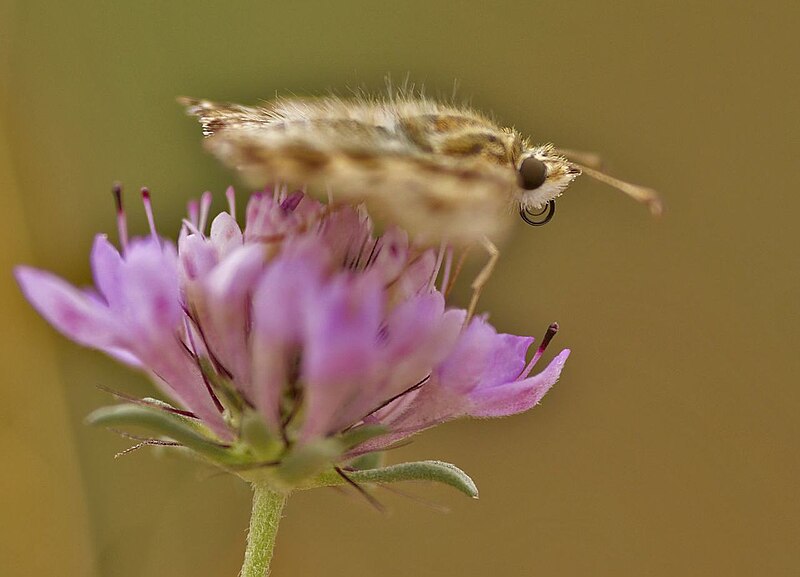 File:Piquitos castaña 03 - Mallow Skipper - Charcharodus alceae (988065355).jpg