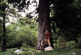 Idősebb fa (Bulgária, Pirin-hegység)