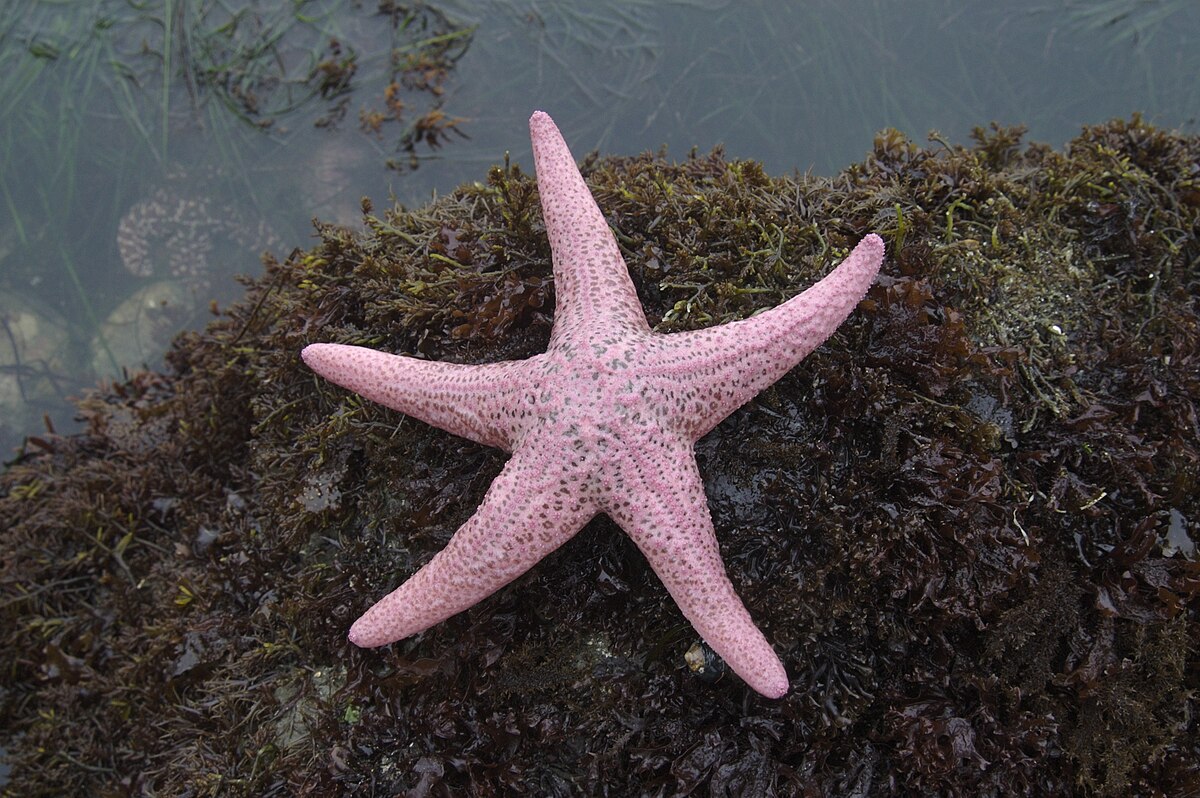 Sunflower sea star - Wikipedia