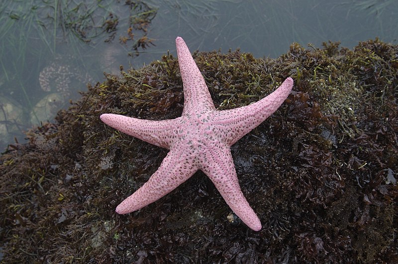 Sea of Stars - Wikipedia