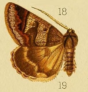 <i>Cerocala contraria</i> Species of moth