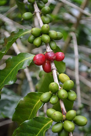 Coffee plant in Cuetzalan