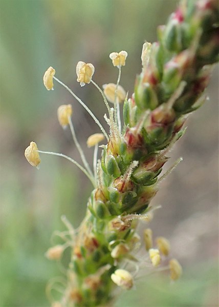 File:Plantago coronopus kz06.jpg