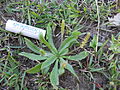 Plantago myosuros plant1 (15109520789).jpg