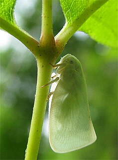 Flatidae family of insects