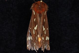 <i>Platarctia parthenos</i> Species of moth