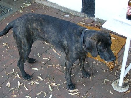 Tập_tin:Plotthound.jpg