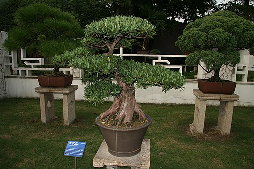 Podocarpus macrophyllus shbg