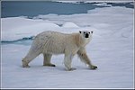 7. På Svalbard 2013.