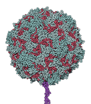 Poliomyélite: Histoire, Physiopathologie, Épidémiologie