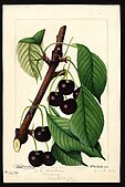 Watercolor by William Henry Prestele of wild cherry (Prunus avium), 1892.