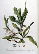 Potamogeton praelongum — Flora Batava — Volume v9.jpg