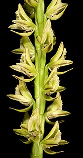 <i>Prasophyllum brownii</i> Species of orchid