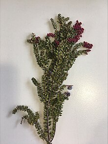 Ditekan Trochocarpa thymifolia.jpg