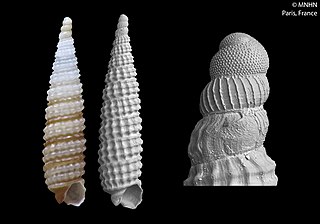 Cerithiopsidae Family of gastropods