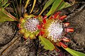 * Nomination Protea acaulos, flower heads --SAplants 15:15, 9 April 2016 (UTC) * Promotion Appropriate COM:Categories should be added. Same applies for the other four nominations by yours (and actually for all your uloads). --A.Savin 11:07, 10 April 2016 (UTC)  Done --SAplants 15:53, 10 April 2016 (UTC) Wrong, there are still no appropriate categories --A.Savin 16:50, 10 April 2016 (UTC) Sorry, now correct --SAplants 22:08, 10 April 2016 (UTC) Nope --A.Savin 01:51, 11 April 2016 (UTC)  Done Hopefully finally fixed. --SAplants 06:02, 12 April 2016 (UTC) OK for me --A.Savin 23:45, 12 April 2016 (UTC)