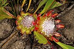 Thumbnail for Aardroos-suikerbos (Protea acaulos)