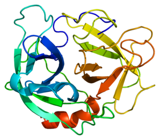 Neutrophil elastase Protein-coding gene in the species Homo sapiens