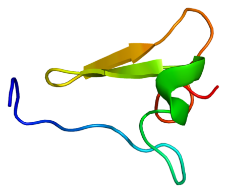 Integrin beta 2