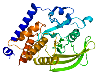 <span class="mw-page-title-main">PTPN18</span> Protein-coding gene in the species Homo sapiens