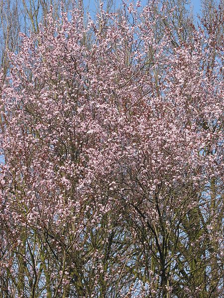 File:Prunus cerasifera Nigra boom.jpg