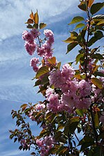Thumbnail for File:Prunus serrulata 'Kwanzan' (Cultivar of Oriental Cherry) (34071358110).jpg