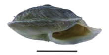 Pseudiberus chentingensis shell.png