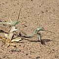 Pterostylis despectans