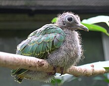 Chick of a black-naped fruit dove (Ptilinopus melanospilus) Ptilinopus melanospilus juvenile.jpg