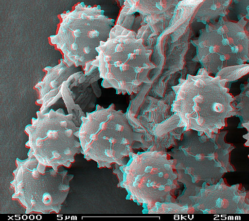 Puffball spores in SEM stereoscopic, magnification 5000x