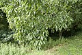 クヌギ Quercus acutissima