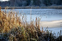 Grimsta Naturreservat: Beskrivning, Syftet, Grimstaskogen och Förbifart Stockholm