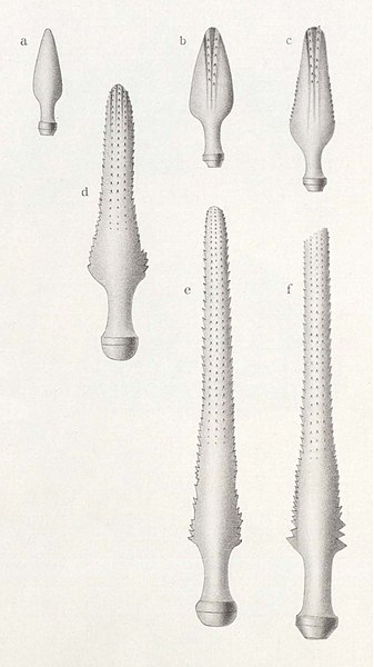 File:Résultats du voyage du S.Y. Belgica en 1897-1898-1899. Zoologie - Échinides et ophiures (1902) planche 5 fig 30.jpg