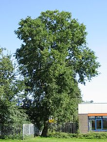 RN Ulmus pumila.JPG