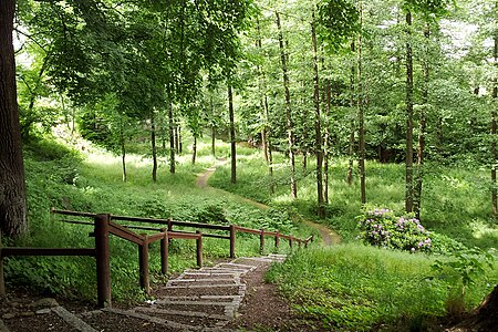 Radeberg Gelbkehain1