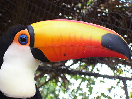 Fail:Ramphastos toco4.jpg