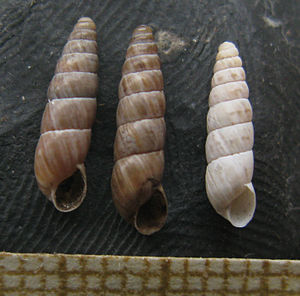 Ramusculus subulatus.jpg