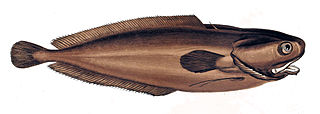 <i>Raniceps raninus</i> Species of fish