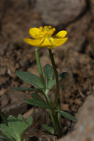 File:Ranunculus glaberrimus 1766.JPG