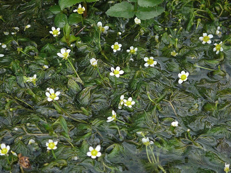 File:Ranunculus trichophyllus 070811a.JPG