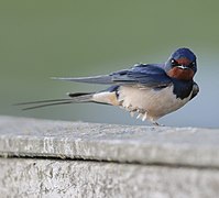 Šelmeninė kregždė (Hirundo rustica)