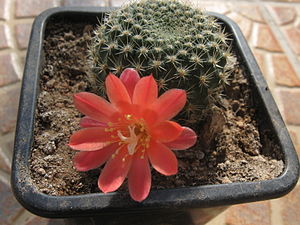 Rebutia xanthocarpa.JPG