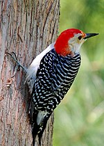 Thumbnail for File:Red-bellied Woodpecker on tree.JPG