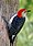 Red-bellied Woodpecker on tree.JPG