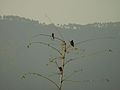 Red-vented Bulbul and Starlings.jpg