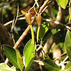 Red mangrove propagules