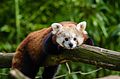 Red Panda (17178262266).jpg