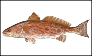<span class="mw-page-title-main">Red drum</span> Species of fish